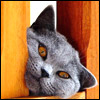 Avatars to free download for your forum or blog (7 100 avatars)