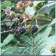 Avatars to free download for your forum or blog (7 100 avatars)