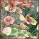 Avatars to free download for your forum or blog (7 100 avatars)