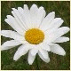 Avatars to free download for your forum or blog (7 100 avatars)