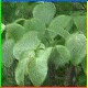 Avatars to free download for your forum or blog (7 100 avatars)
