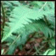 Avatars to free download for your forum or blog (7 100 avatars)