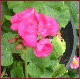 Avatars to free download for your forum or blog (7 100 avatars)