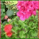 Avatars to free download for your forum or blog (7 100 avatars)