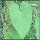 Avatars to free download for your forum or blog (7 100 avatars)