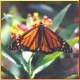 Avatars to free download for your forum or blog (7 100 avatars)