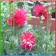 Avatars to free download for your forum or blog (7 100 avatars)