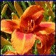 Avatars to free download for your forum or blog (7 100 avatars)