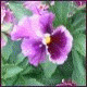 Avatars to free download for your forum or blog (7 100 avatars)