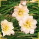 Avatars to free download for your forum or blog (7 100 avatars)
