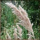 Avatars to free download for your forum or blog (7 100 avatars)