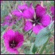 Avatars to free download for your forum or blog (7 100 avatars)