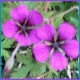 Avatars to free download for your forum or blog (7 100 avatars)
