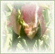 Avatars to free download for your forum or blog (7 100 avatars)
