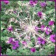 Avatars to free download for your forum or blog (7 100 avatars)