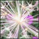 Avatars to free download for your forum or blog (7 100 avatars)