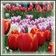 Avatars to free download for your forum or blog (7 100 avatars)