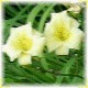 Avatars to free download for your forum or blog (7 100 avatars)