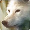 Avatars to free download for your forum or blog (7 100 avatars)