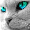 Avatars to free download for your forum or blog (7 100 avatars)