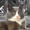 Avatars to free download for your forum or blog (7 100 avatars)