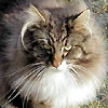 Avatars to free download for your forum or blog (7 100 avatars)