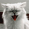 Avatars to free download for your forum or blog (7 100 avatars)