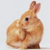 Avatars to free download for your forum or blog (7 100 avatars)