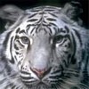 Avatars to free download for your forum or blog (7 100 avatars)