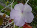 Achimenes, Honzk, Kivtka