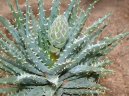 Aloe