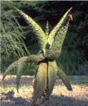 Aloe