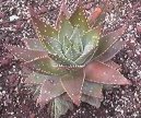 Aloe