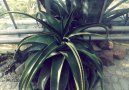 Aloe