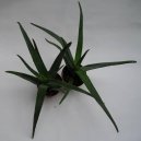 Aloe