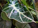 Alocasia