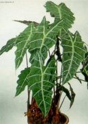 Alocasia