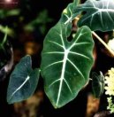 Alocasia