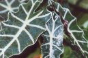 Alocasia