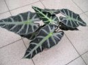 Alocasia