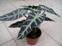 Alocasia