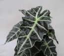 Alocasia