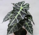 Alocasia