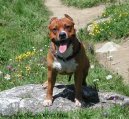 American Staffordshire Terrier