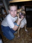 American Staffordshire Terrier