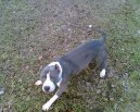 American Staffordshire Terrier