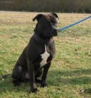 American Staffordshire Terrier