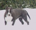 American Staffordshire Terrier