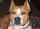 American Staffordshire Terrier