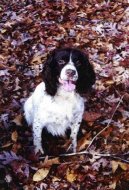 English Gundog